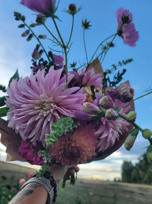 A hand-held bouquet of lavender dahlias and cosmos against the sky