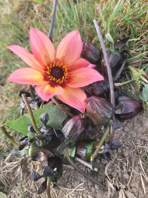 A freshly dug dahlia tuber clump beside a peach bloom
